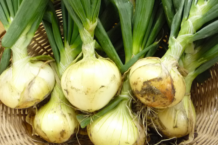 玉ねぎ